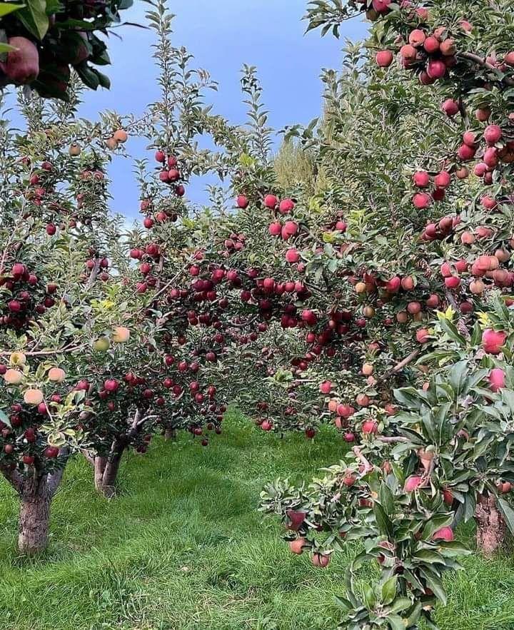 6 Offbeat Hill Stations Near Delhi to Escape the Summer Heat in 2026